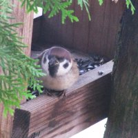 Проголодался :: Людмила Смородинская