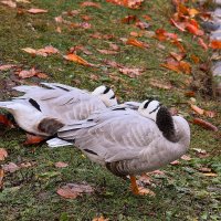 Тихий час. :: Татьяна Помогалова