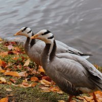 Вот они - мои любимчики. :: Татьяна Помогалова Вот они - мои любимчики. :: Татьяна Помогалова