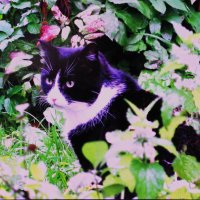 Марсик в саду :: Людмила Смородинская