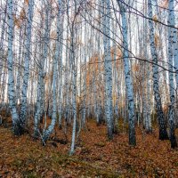 Утро розовое, как мечта! :: Елена Хайдукова ( Elena Fly )