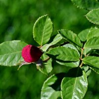 ***** :: Николай Саржанов