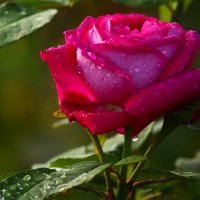 Доброе утро :: Юрий. Шмаков