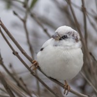 из жизни воробьев.белый воробей. :: юрий макаров из жизни воробьев.белый воробей. :: юрий макаров