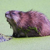 Ондатра :: Лина Ондатра :: Лина