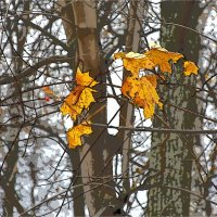 ОСЕНЬ :: Юрий Владимирович 34
