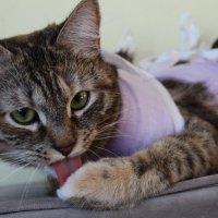 Котик :: Гульфина Булатова