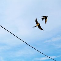 Ласточки :: Гульфина Булатова