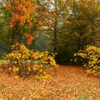 В осеннем парке :: Юрий. Шмаков