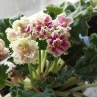 Фиалка :: Елена Семигина Фиалка :: Елена Семигина