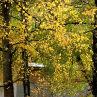 Осень в городе :: Елена Семигина