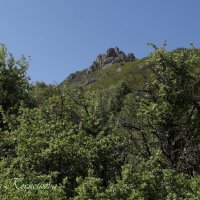Природа Крыма :: Amazing Cosmea