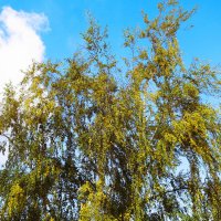 Октябрь :: Рита Симонова