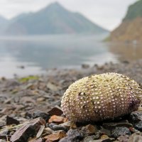 Бухта Тихая :: ИРЭН@ .