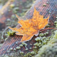 *** :: Елена Kазак (selena1965)