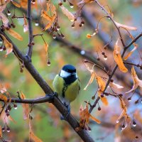 После дождя :: Наталья Димова
