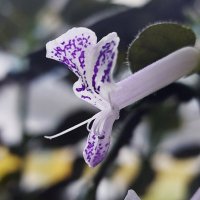 Плектрантус Лавандер :: Владимир Безбородов