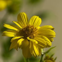 Гелиопсис :: Игорь Сикорский Гелиопсис :: Игорь Сикорский