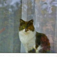 Осенний котик на окне... :: Светлана 