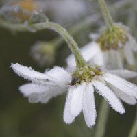 Заморозок... :: Галина Ильясова