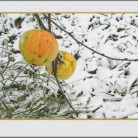 "Иероглифы  "  Осени... :: Галина Кузьмина