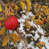 Первый   снежок... :: Галина Кузьмина