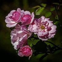 *** :: Александр 