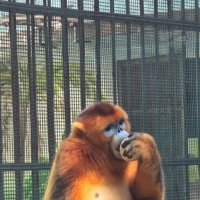 Рокелланов ренопитек :: Николай Рокелланов ренопитек :: Николай