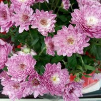 Цветы для настроения :: Galina Solovova Цветы для настроения :: Galina Solovova