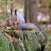 ** :: Александр Зуев