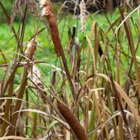 Камыш :: Сергей Зонов Камыш :: Сергей Зонов