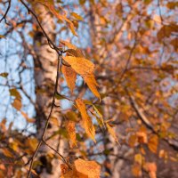 Вот-вот померкнут яркие цвета :: Дмитрий Костоусов