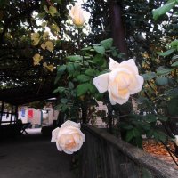 Октябрьский вечер :: Наталья 