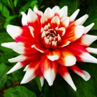 Георгин(а)-Король осени :: Aida10 