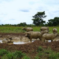 Африканские грязевые ванны, Уганда. :: unix (Илья Утропов)