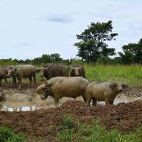 Грязевые ванны в Уганде. :: unix (Илья Утропов)