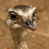 Меня кто то звал? :: Юрий. Шмаков