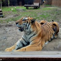 В ростовском зоопарке :: Нина Бутко В ростовском зоопарке :: Нина Бутко