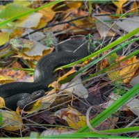 На ковре из желтых листьев... :: Валентин Котляров На ковре из желтых листьев... :: Валентин Котляров