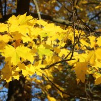 Осень на Елагином :: Наталья Герасимова