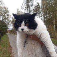 Пушок в надёжных руках! :: Нина Андронова