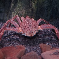 Краб :: Лидия Бусурина Краб :: Лидия Бусурина