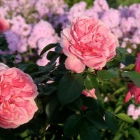 Розы :: Дмитрий И_