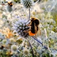 Шмель на синеголовнике :: Veera V Шмель на синеголовнике :: Veera V