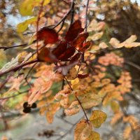 Запутались... :: Olga Oskolkova Запутались... :: Olga Oskolkova