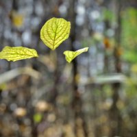 Трио. :: Любовь 