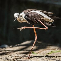 Шилоклювка :: SanSan 