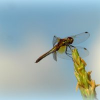 На травинке "вертолёт" вдруг закончил свой полёт. :: nadyasilyuk Вознюк На травинке "вертолёт" вдруг закончил свой полёт. :: nadyasilyuk Вознюк