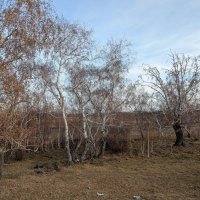 Березки :: Андрей Хлопонин Березки :: Андрей Хлопонин