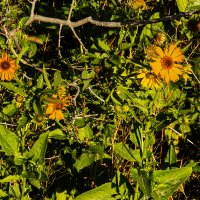 Осенние :: Анатолий Чикчирный